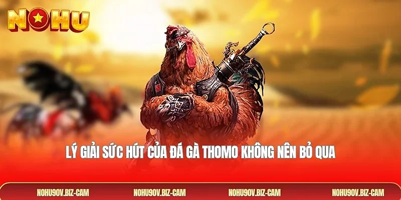 Lý giải sức hút của đá gà Thomo không nên bỏ qua
